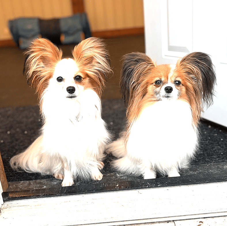 Papillons